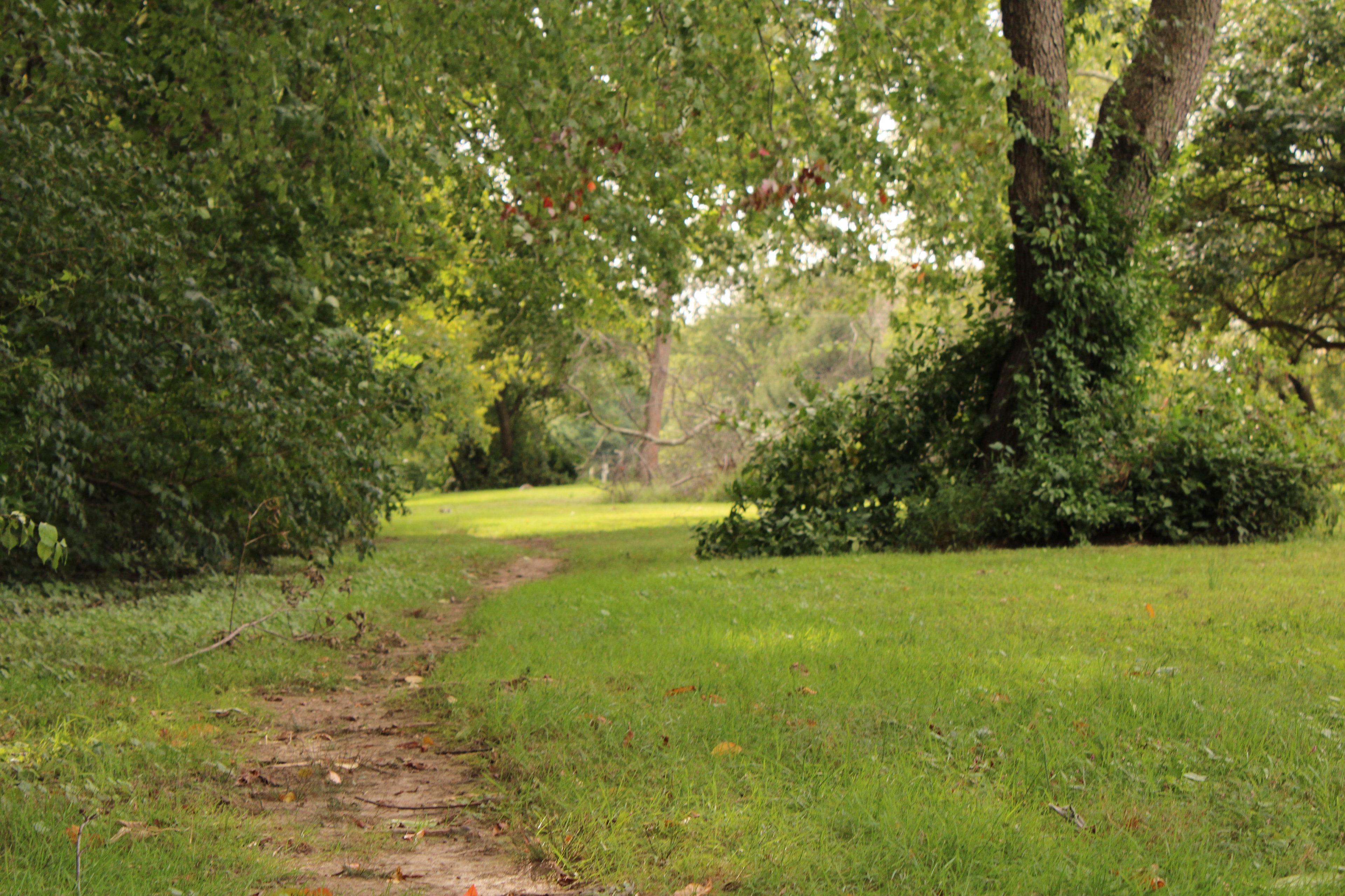 Tree-lined path through Brookside green space