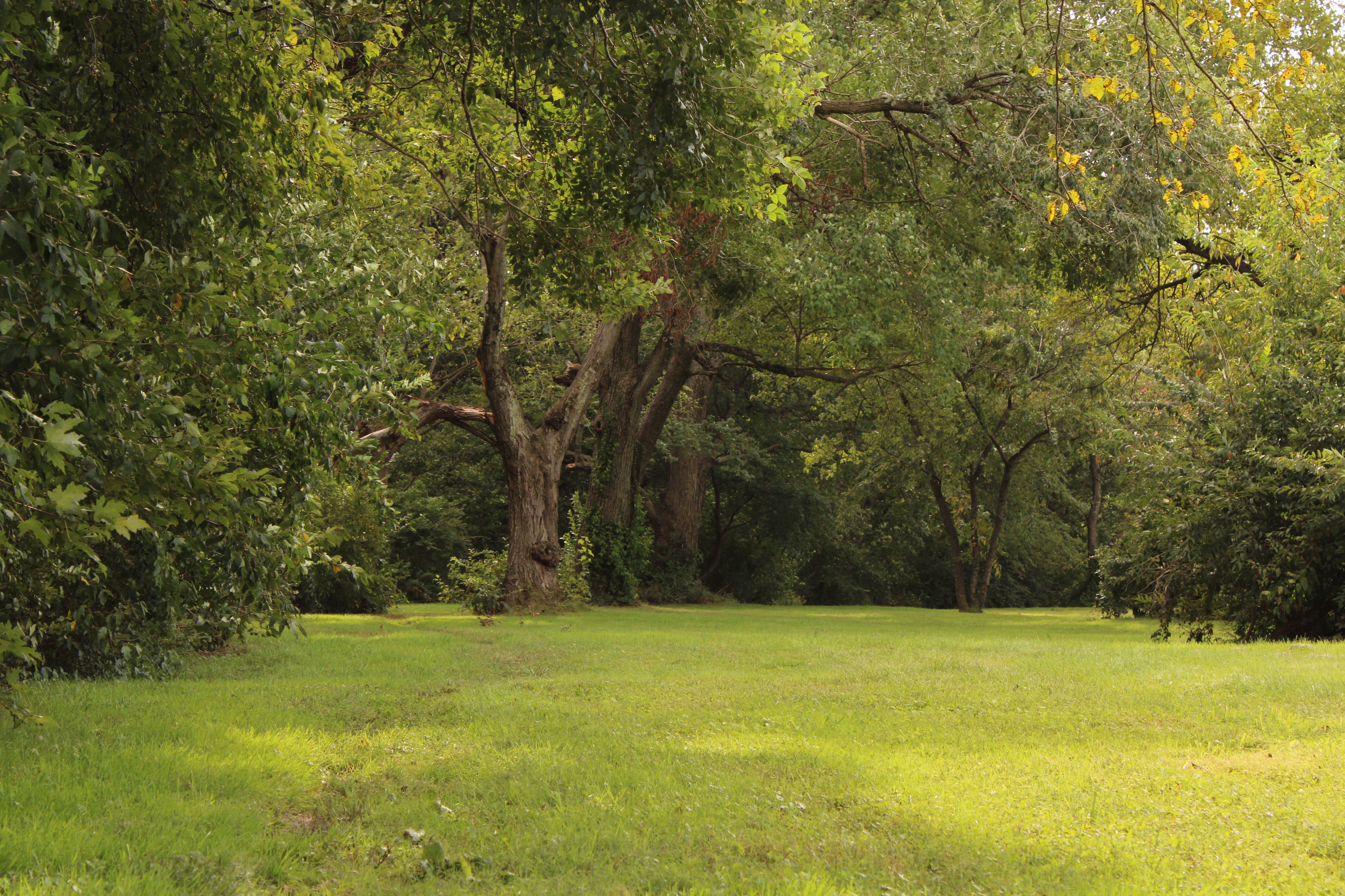 Sunlit meadow with mature trees in Brookside