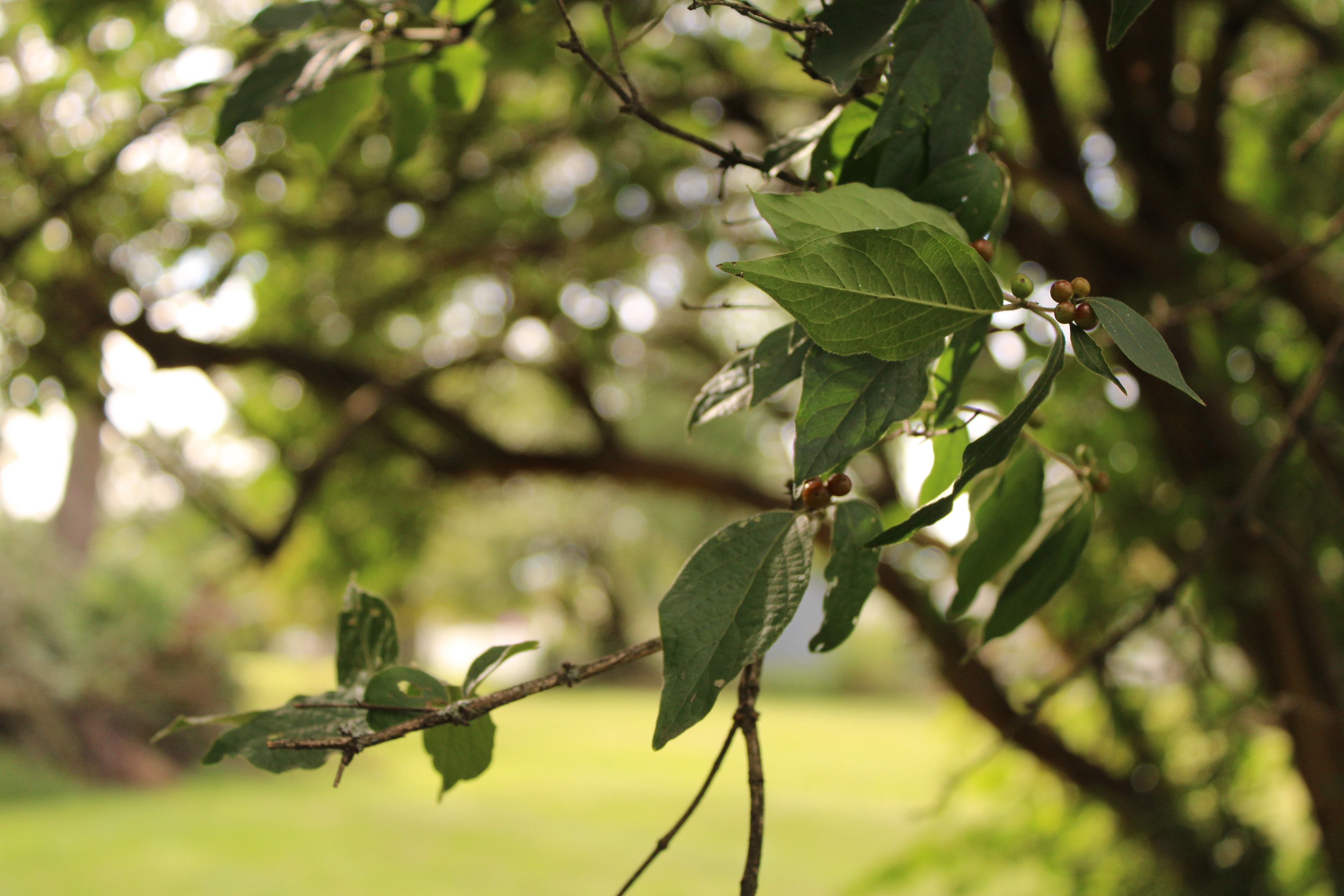 Tree branches with green leaves and berries in Brookside