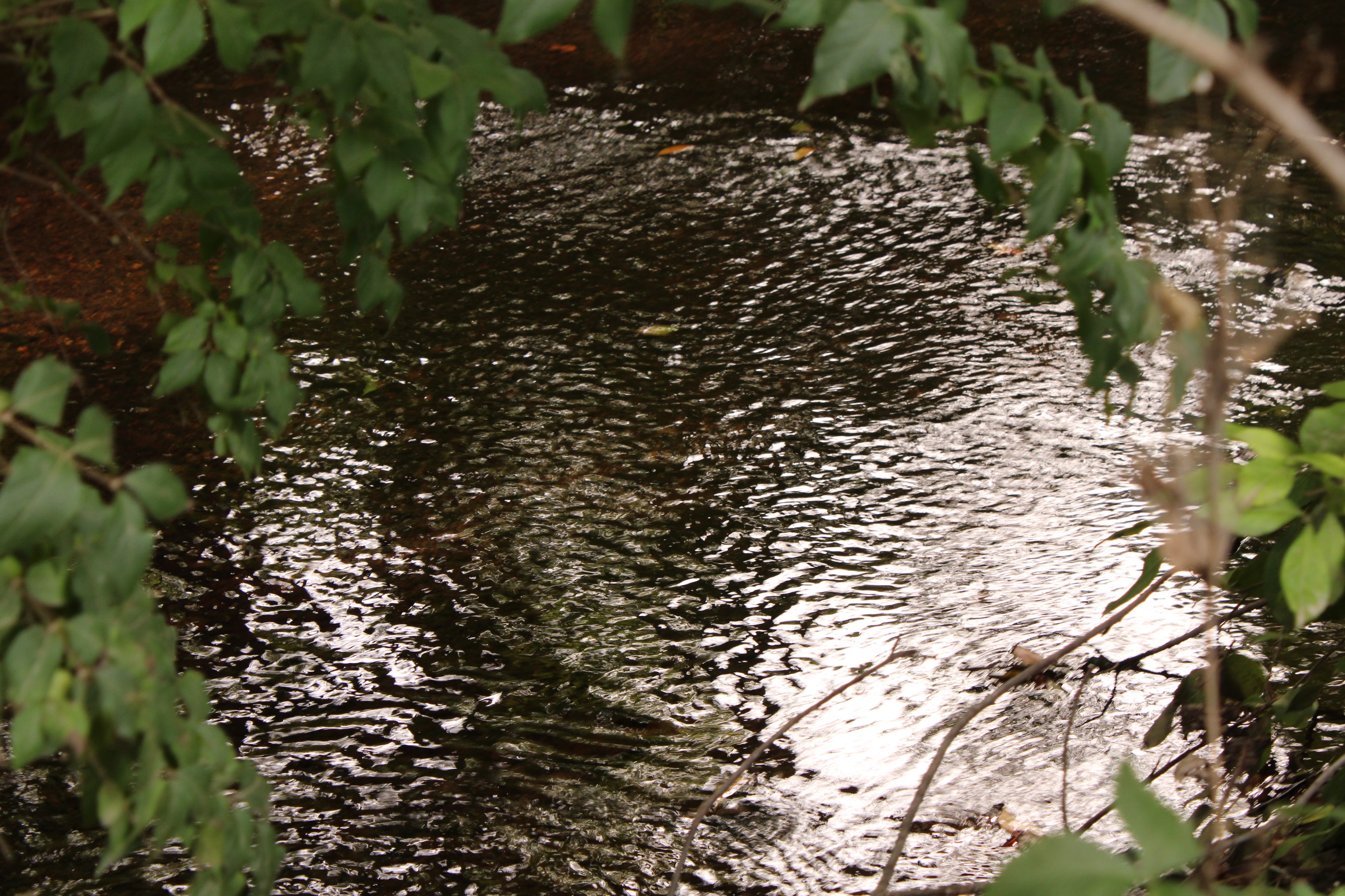 Sunlit stream framed by green foliage in Brookside